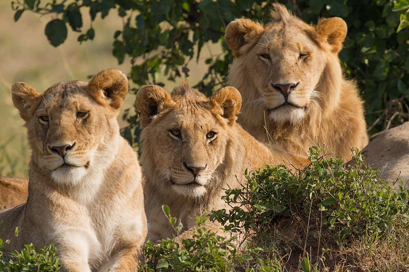 Lion family