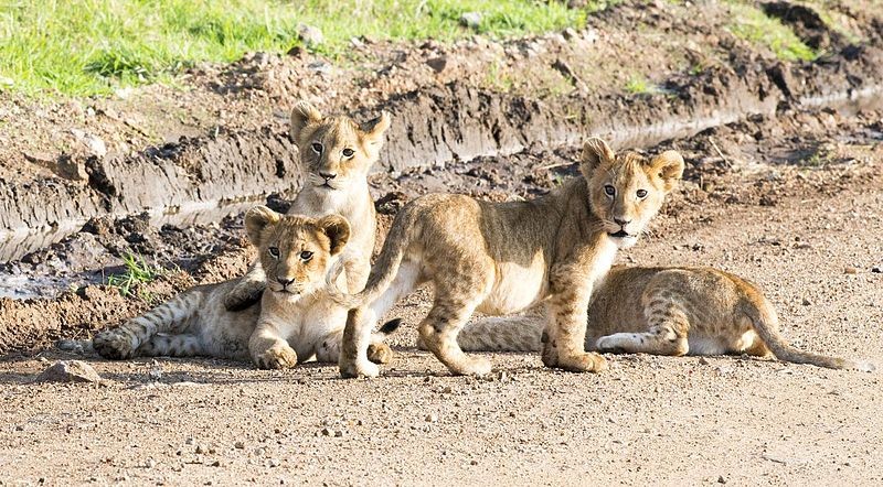 Lion cubs