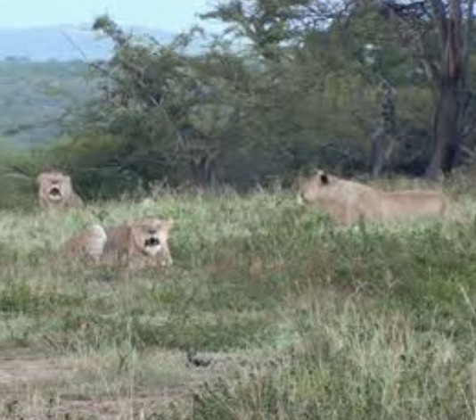 A pride of lions, roaring