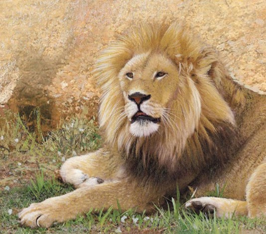Male lion