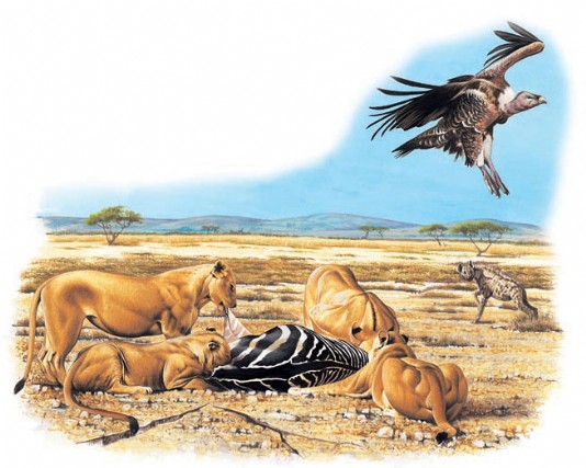 Four lionesses feed on a zebra carcass.