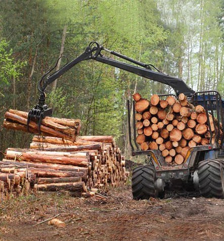 A trailer picks up logs from newly felled trees