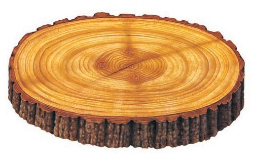 A cross-section through a tree trunk