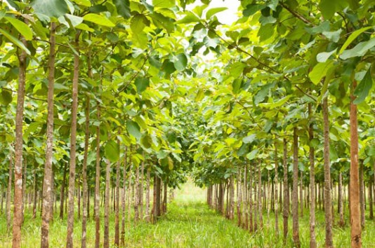 A teak forest plantation in Thailand