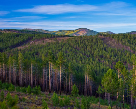 Coniferous forest in Russia