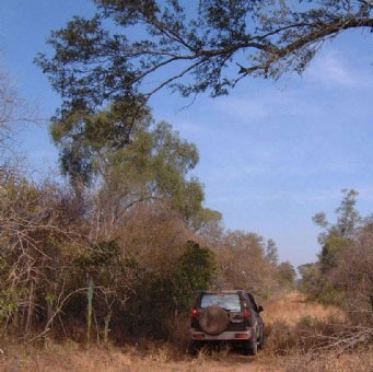 Gran Chaco dry scrubland