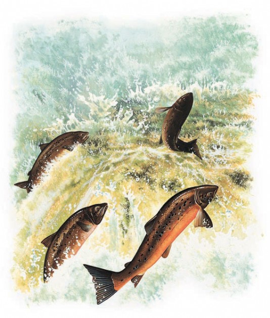 Pacific salmon