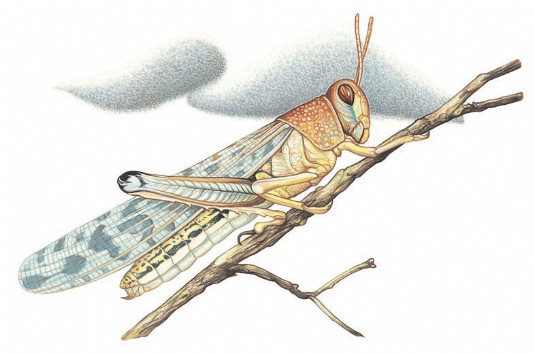 Desert locust