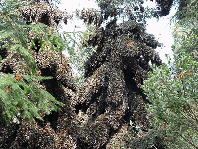 Monarch butterflies clustering on trees in Mexico.