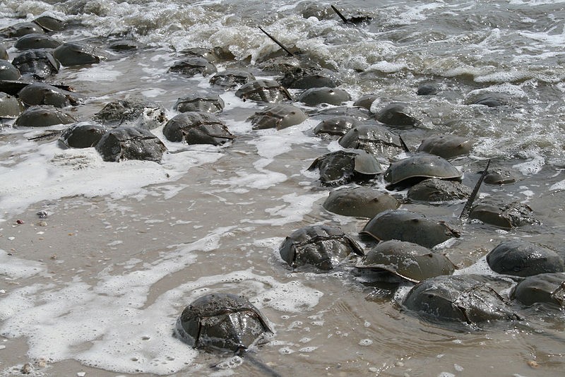 Horseshoe crabs migrating to the shore to mate