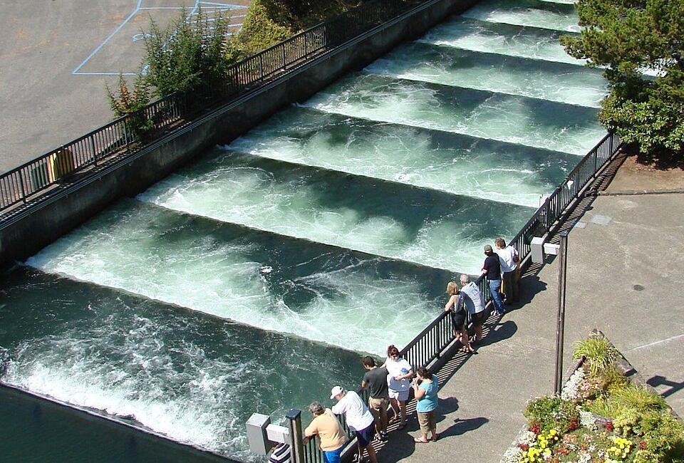 A fish ladder enables migratory fish to swim past a dam