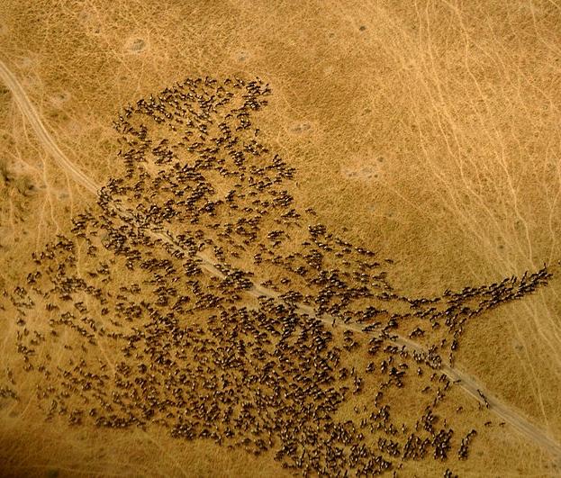 Wildebeest migration from the air