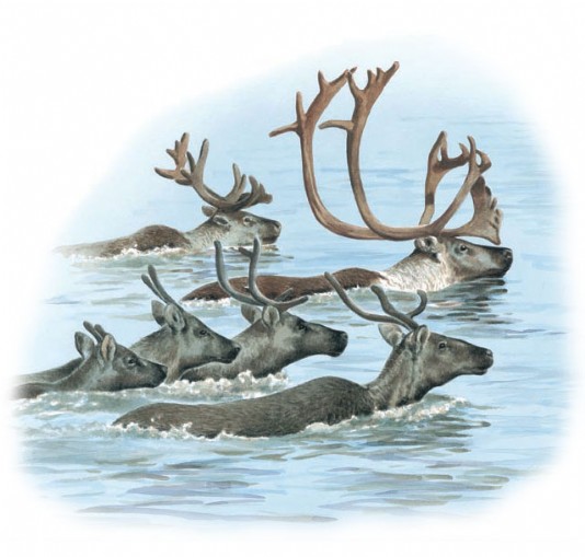 Caribou making their way across a river