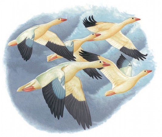 Snow geese