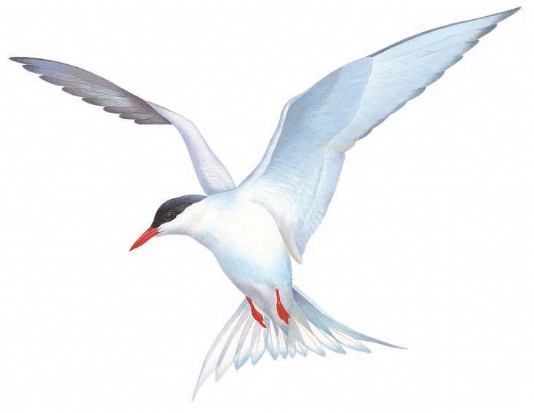 The record migrant, the Arctic tern