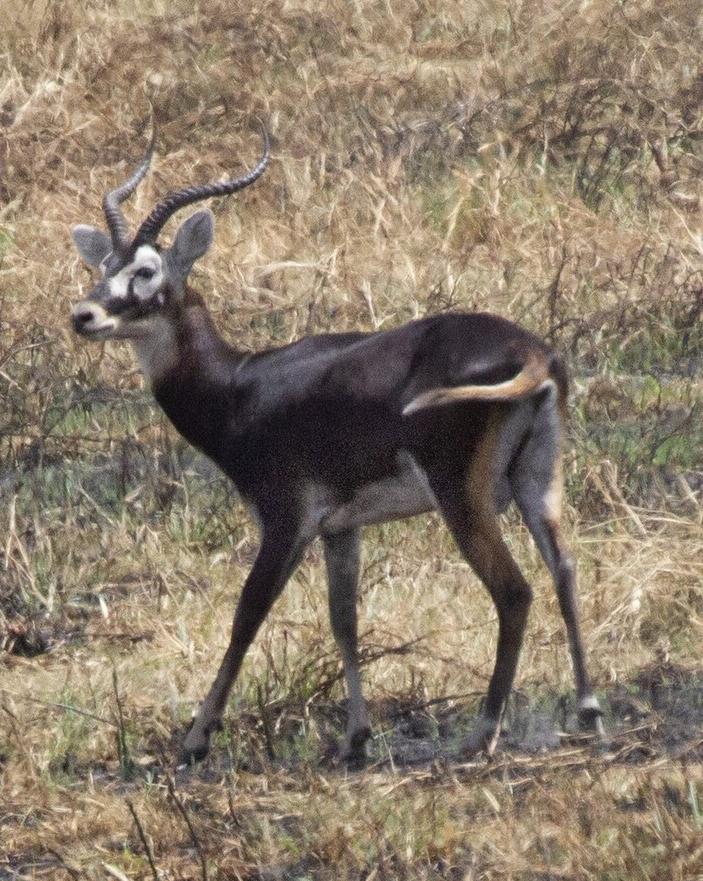 White-eared kob