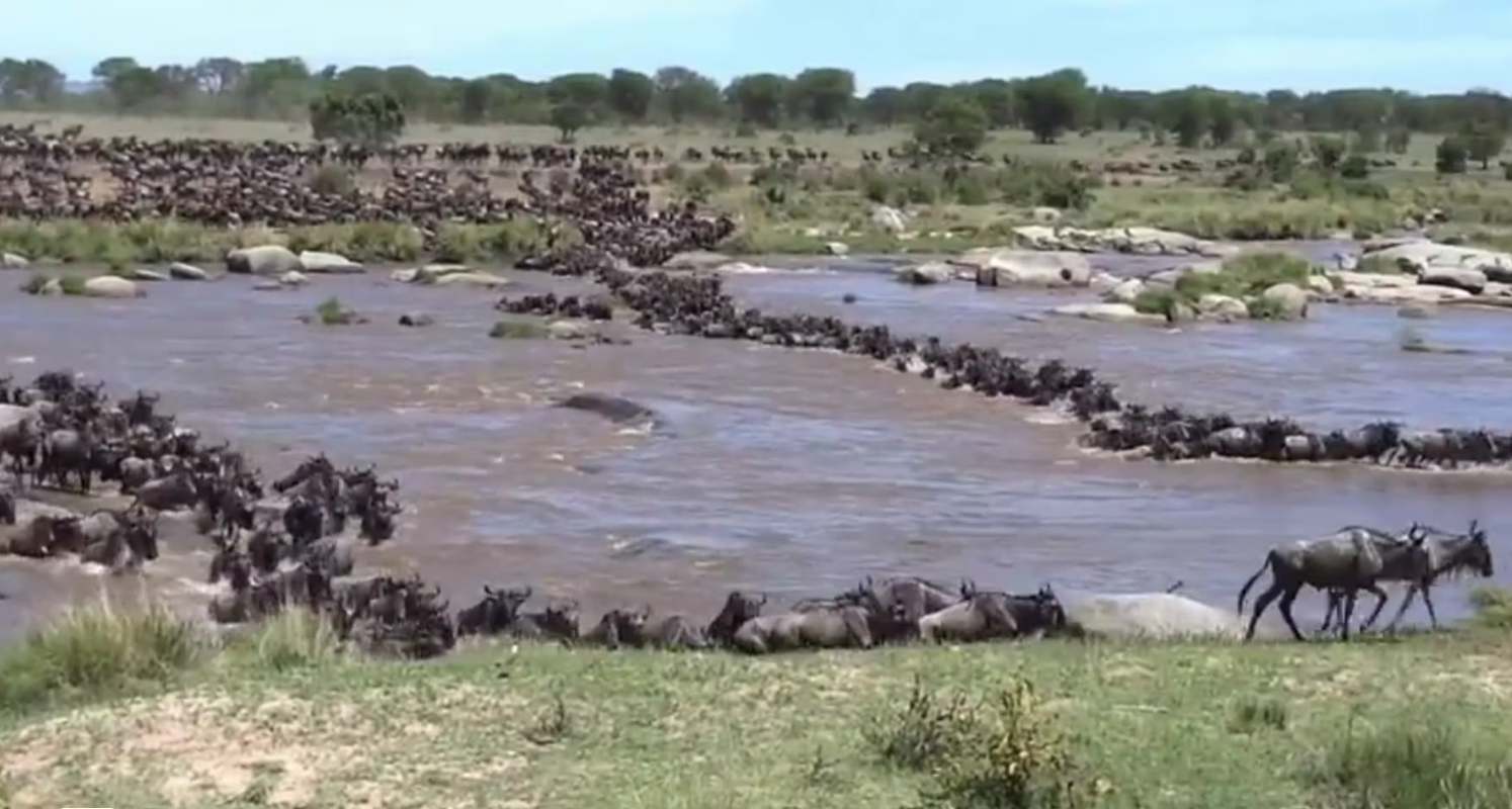 Wildebeest crossing the Mara river