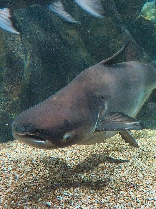 The Mekong giant catfish, a freshwater migrant
