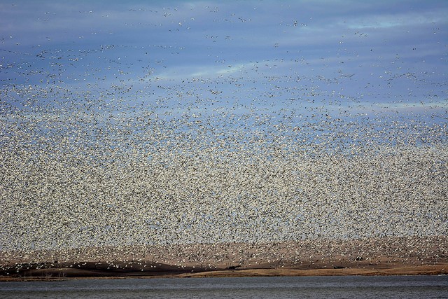 Snow geese flock in North Dakota