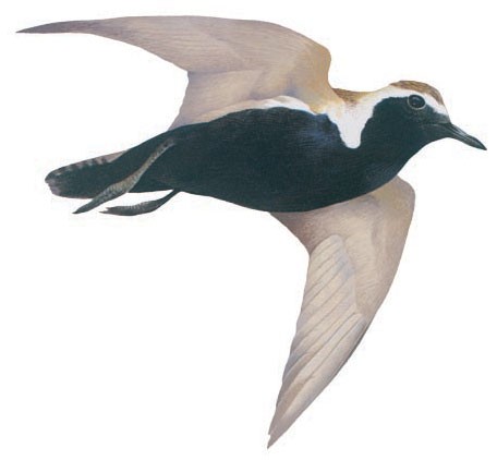 Golden plover