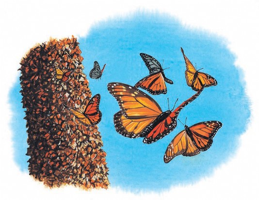 Monarch butterflies spend winter clustered together