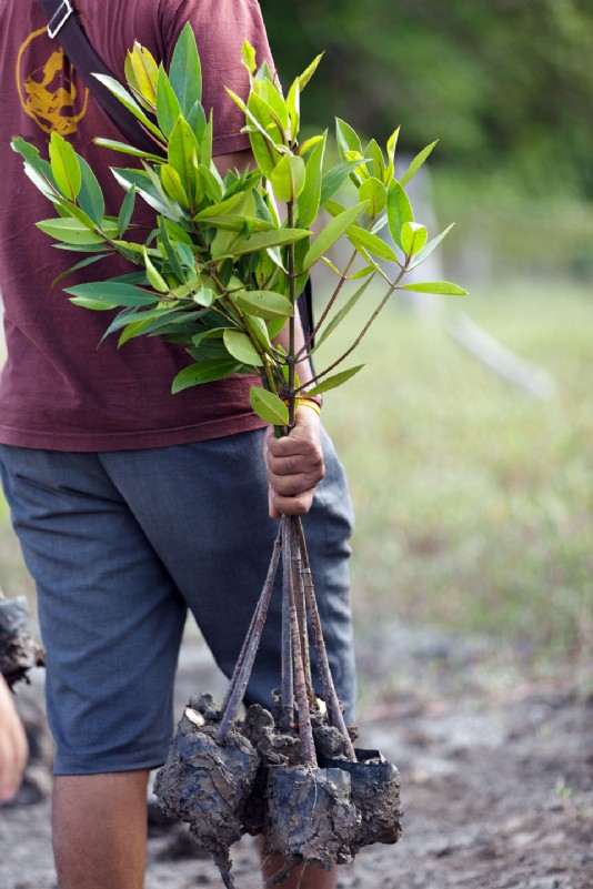 Mangrove seedlings are taken for planting.