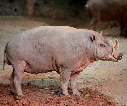 Babirusa