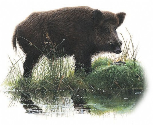 Wild boar