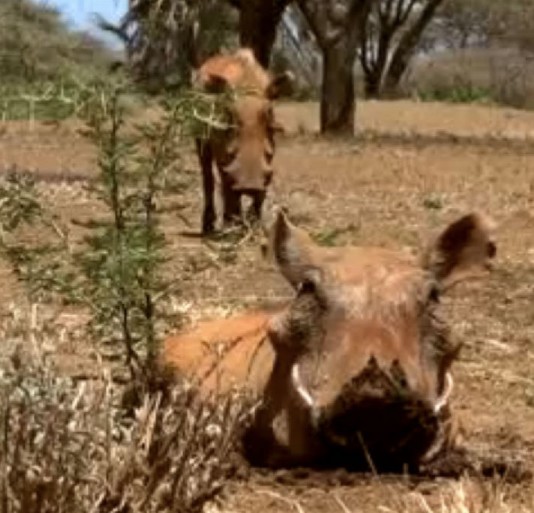 A warthog digging in the soil with its tusks