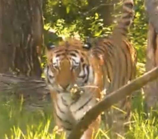 A tiger patrols its territory