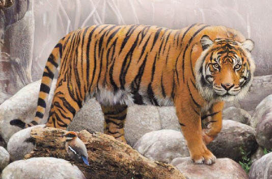 Bengal tiger