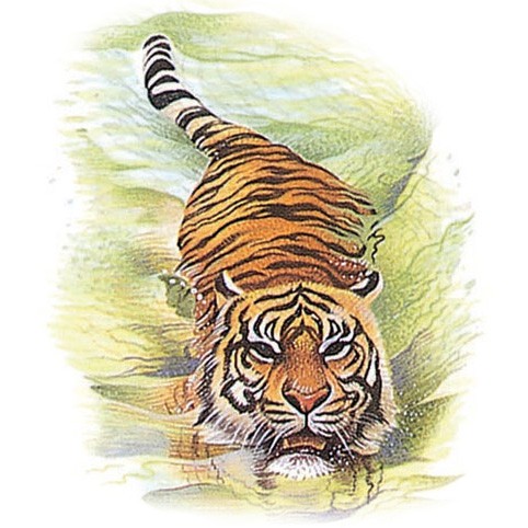 A tiger swimming