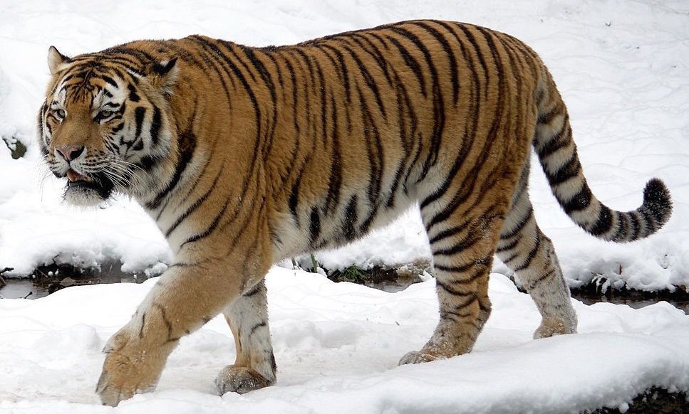 Siberian tiger