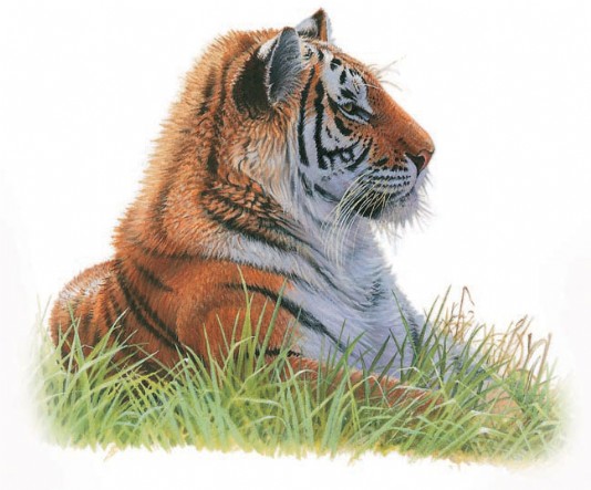 Bengal tiger