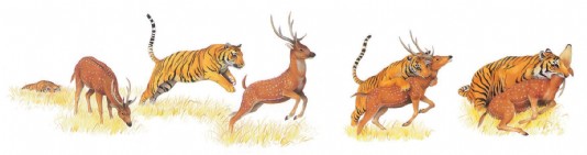Tiger ambushing a deer