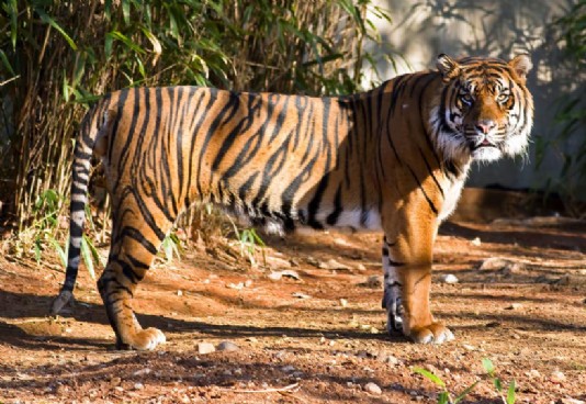 Sumatran tiger