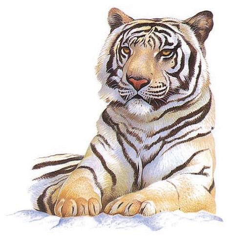 White Bengal tiger