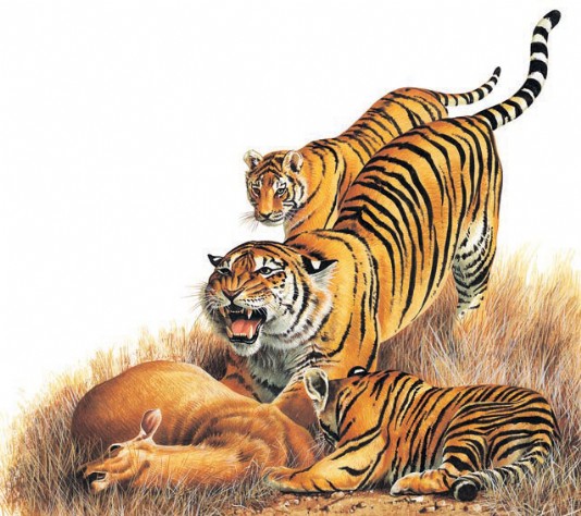 A tigress and her cubs feast on a deer.
