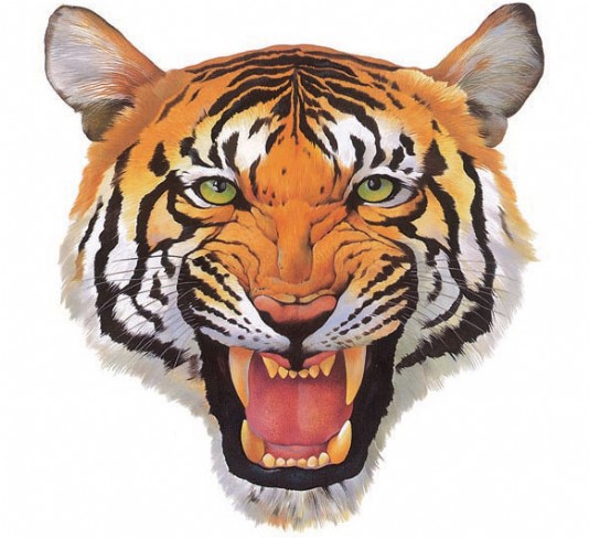 A tiger's teeth