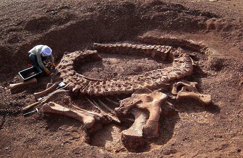 Spinophorosaurus, a sauropod, is excavated