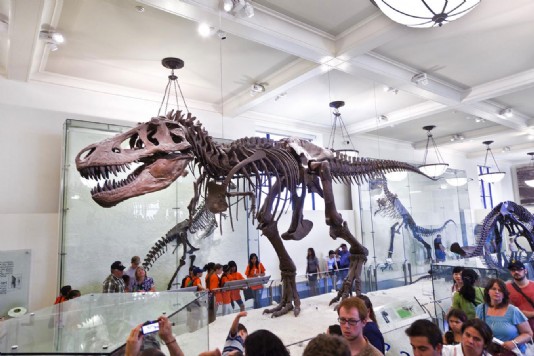 A mounted skeleton of a Tyrannosaurus rex