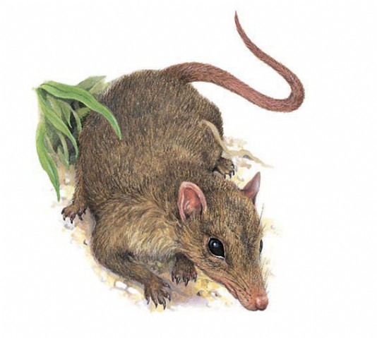 A Cretaceous mammal