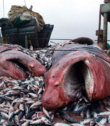 Sharks unintentionally caught in mackerel nets