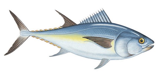 A bluefin tuna