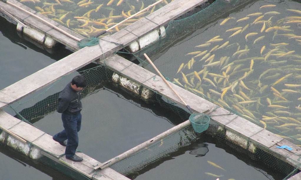 Fish in pens at a fish farm