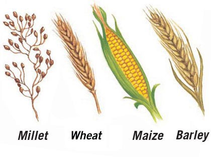Millet, wheat, maize and barley