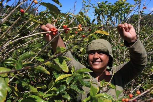 Picking coffee beans on St Helena