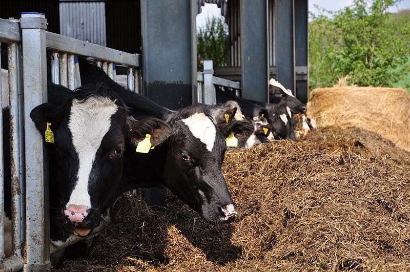 Milk cows at an organic farm eating hay silage