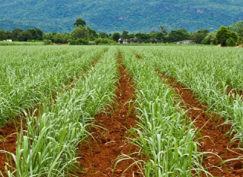 Sugar cane is grown in warm and tropical regions.