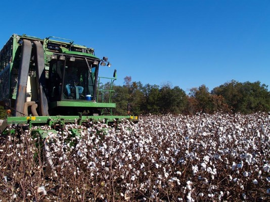 Harvesting cotton in Georgia, USA